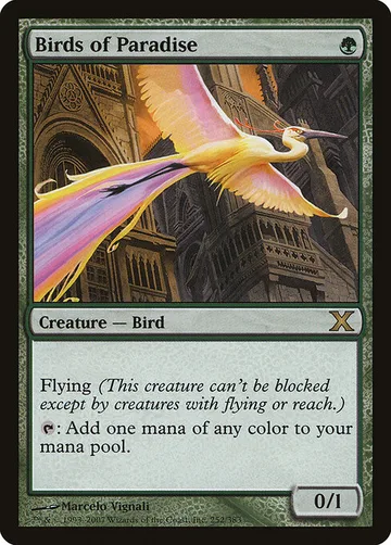 Birds of Paradise 252