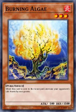 Alga Ardiente IOC-062