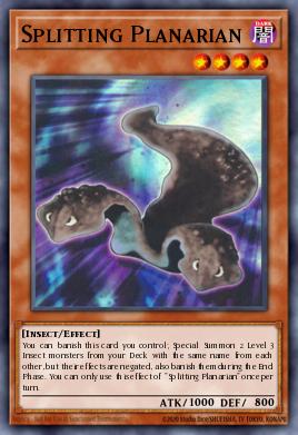 Planaria en División ROTA-100