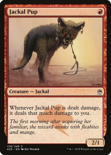Jackal Pup 139