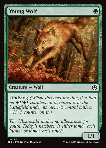 Young Wolf 227
