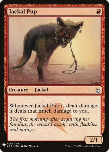 Jackal Pup A25-139